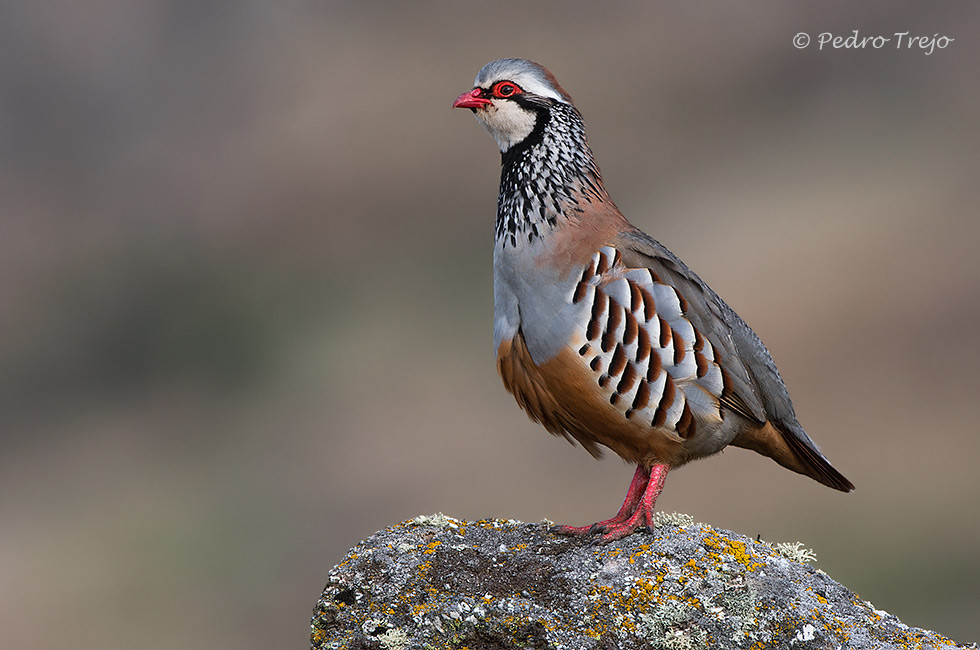 Perdiz roja  (Alectoris rufa)